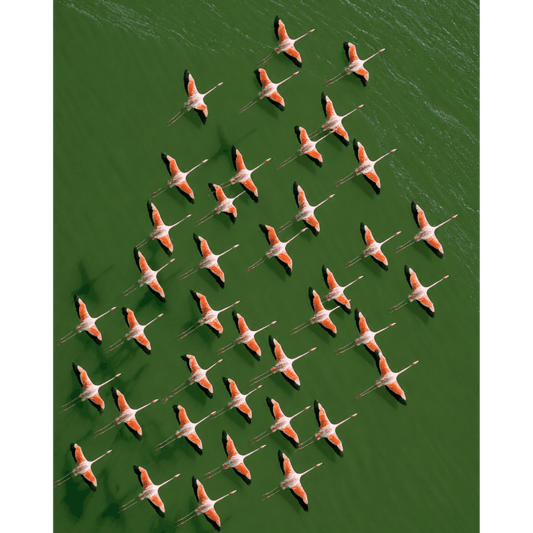 Malen nach Zahlen - Flamingos von oben - Malen nach Zahlen