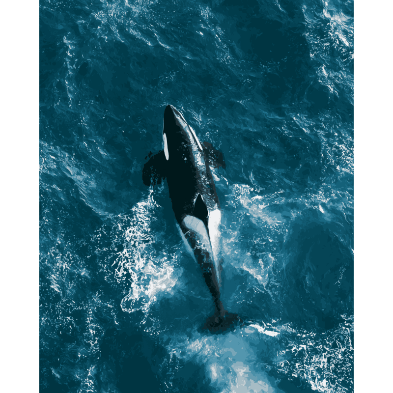 Malen nach Zahlen - Orca von oben - Malen nach Zahlen