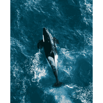 Malen nach Zahlen - Orca von oben - Malen nach Zahlen