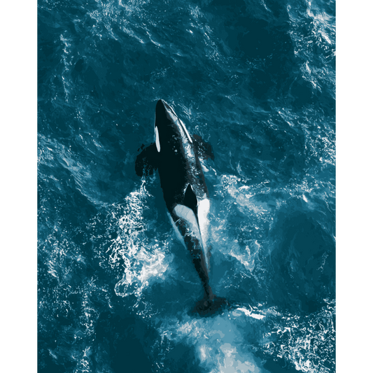 Malen nach Zahlen - Orca von oben - Malen nach Zahlen