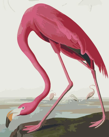 Malen nach Zahlen - Malen nach Zahlen - Rosa Flamingo von Birds of America von John James Audubon