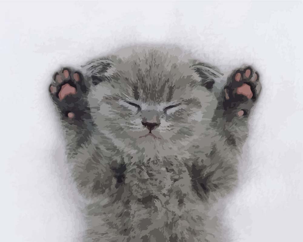 Malen nach Zahlen - Malen nach Zahlen - Babykatze