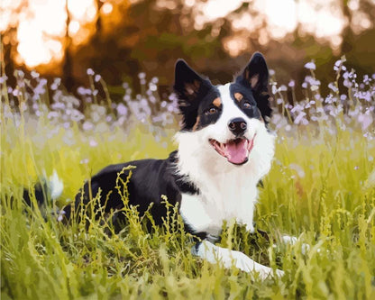 Malen nach Zahlen - Malen nach Zahlen - Border Collie im Feld