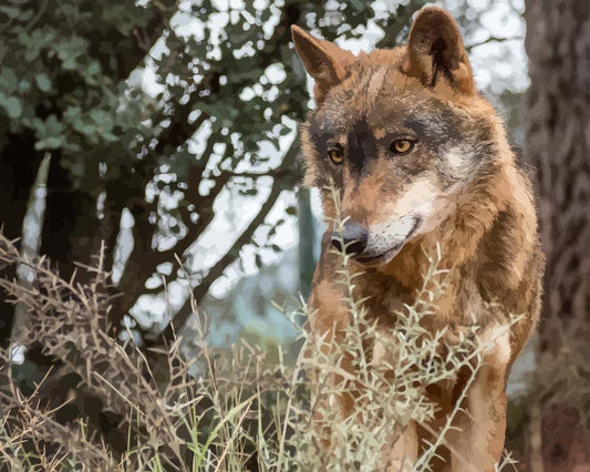 Malen nach Zahlen - Malen nach Zahlen - Portrait des iberischen Wolfs