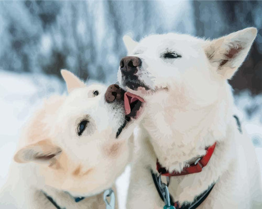 Malen nach Zahlen - Malen nach Zahlen - Zwei Huskies