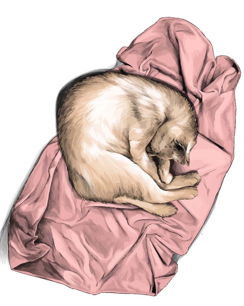 Malen nach Zahlen - Malen nach Zahlen - Katze am schlafen