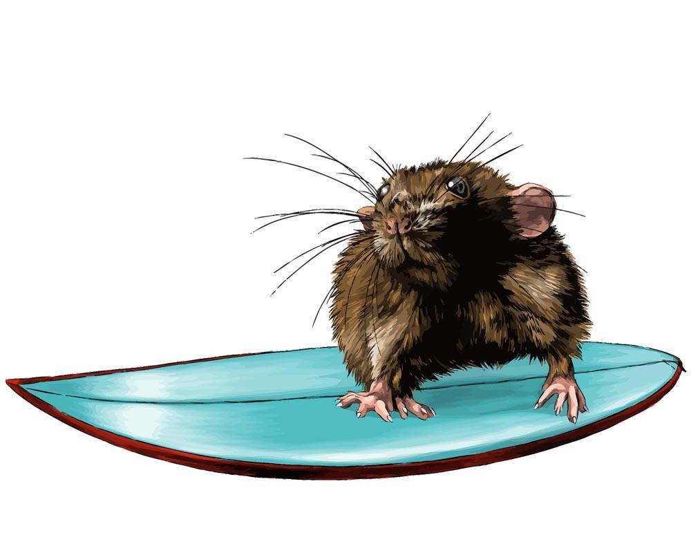 Malen nach Zahlen - Malen nach Zahlen - Maus am surfen