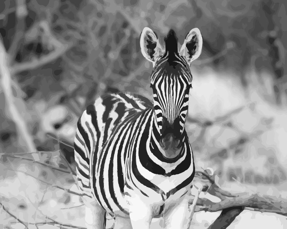 Malen nach Zahlen - Malen nach Zahlen - Junges Zebra