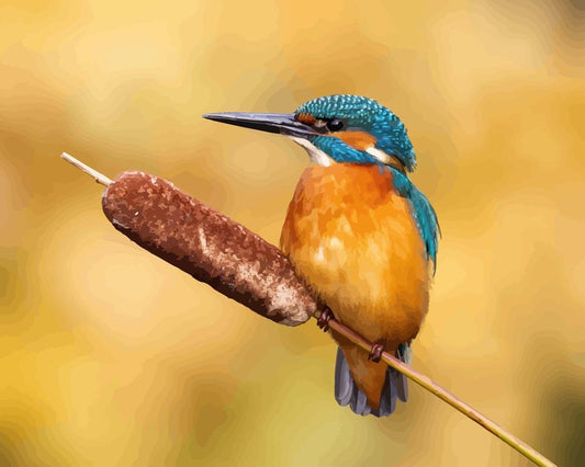 Malen nach Zahlen - Malen nach Zahlen - Männlicher Eisvogel sitzend