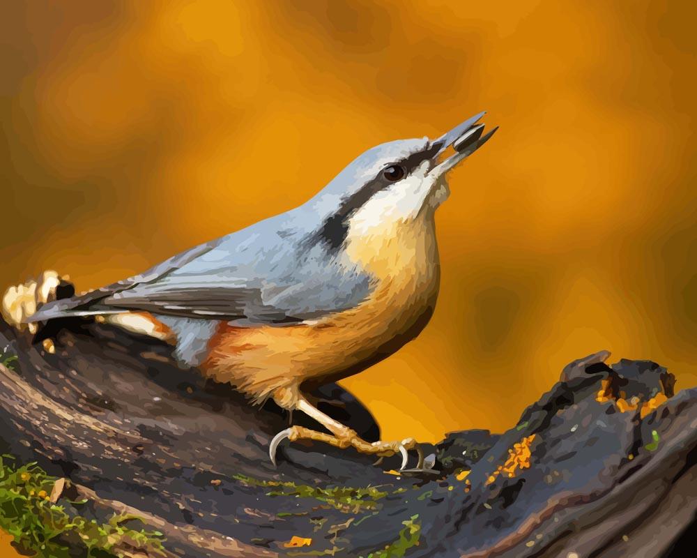 Malen nach Zahlen - Malen nach Zahlen - Nuthatch Vogel auf dem Zweig