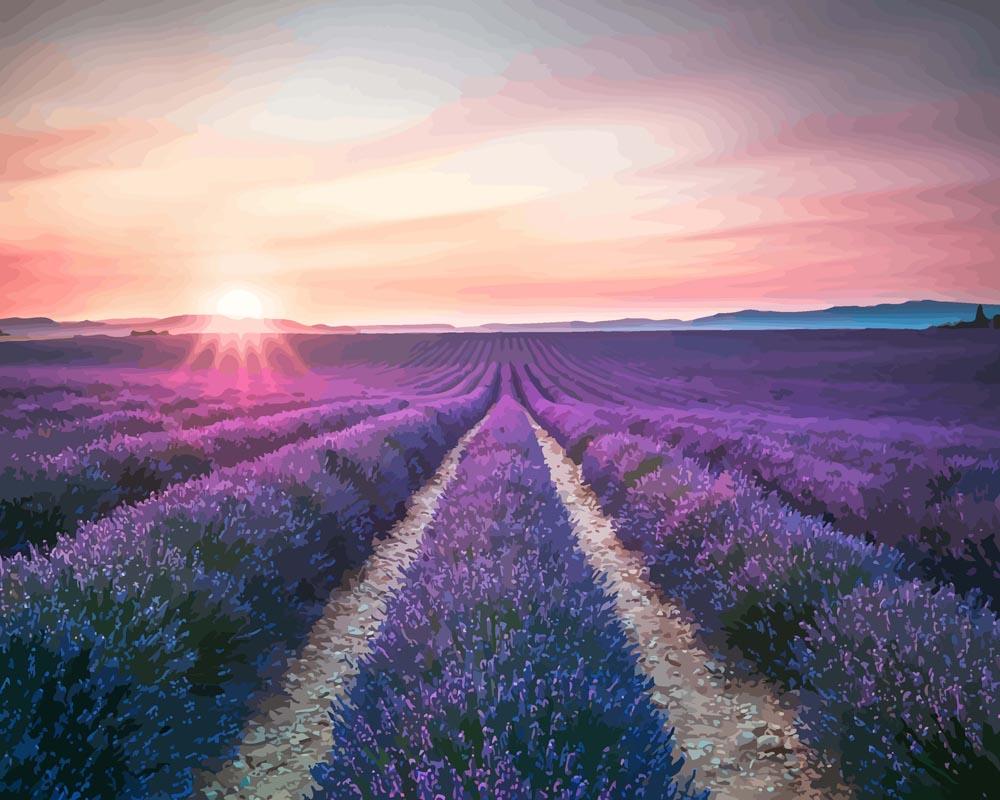 Malen nach Zahlen - Malen nach Zahlen - Lavendel Blumenfeld