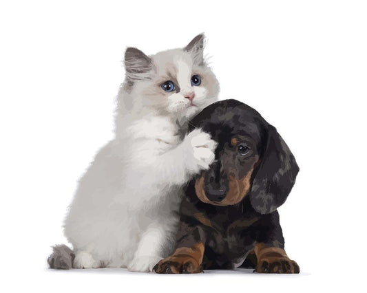 Malen nach Zahlen - Malen nach Zahlen - Ragdoll Katze und Dachshund