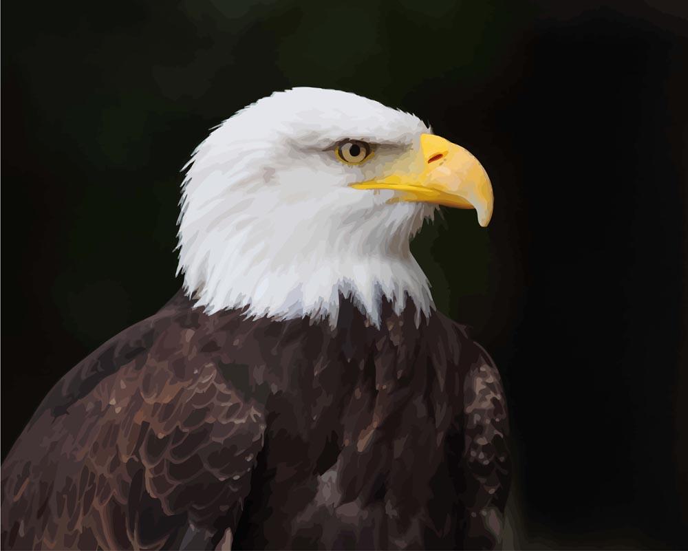 Malen nach Zahlen - Malen nach Zahlen - Weißkopfseeadler - Bald Eagle