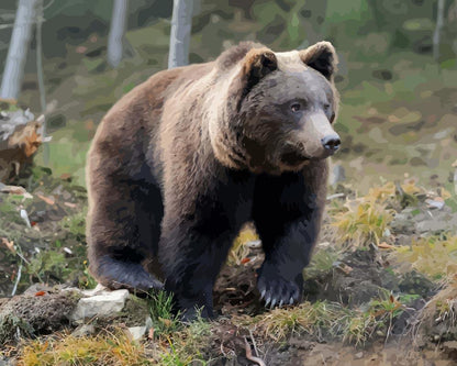 Malen nach Zahlen - Malen nach Zahlen - Brauner Bär im Wald