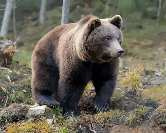 Malen nach Zahlen - Malen nach Zahlen - Brauner Bär im Wald