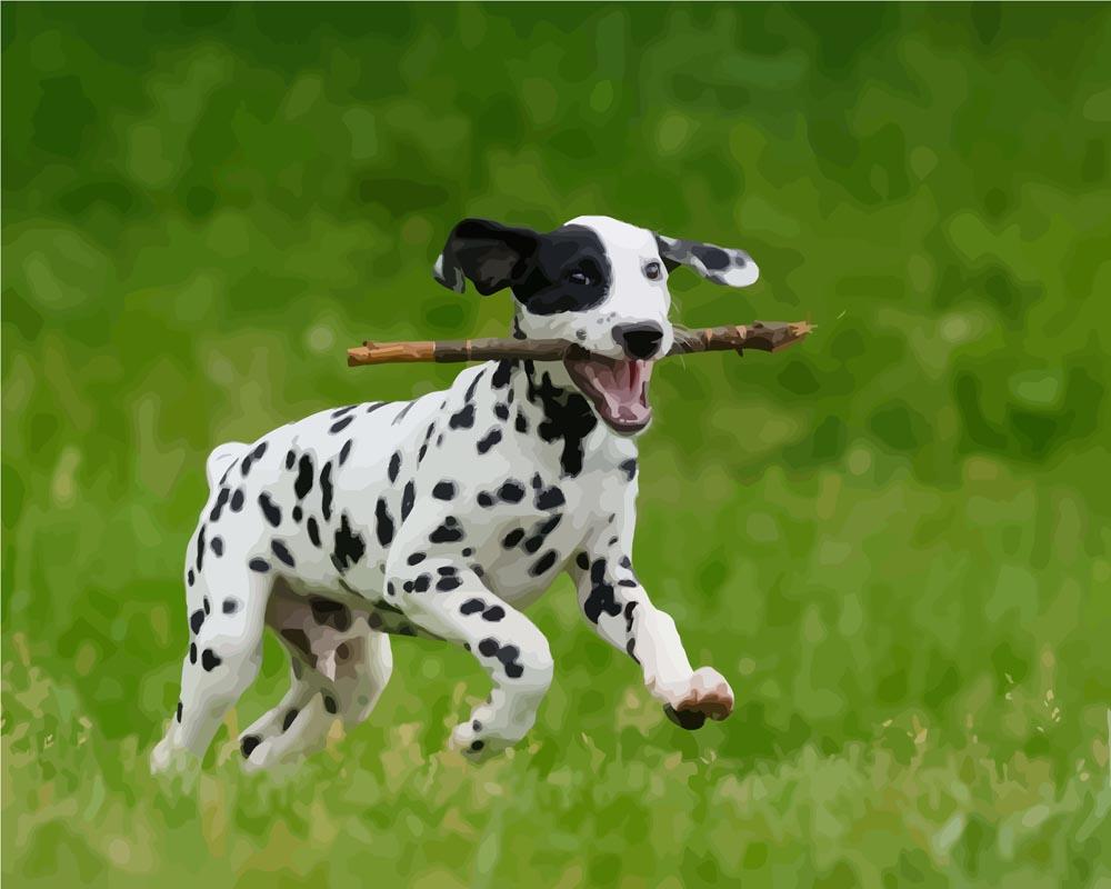 Malen nach Zahlen - Malen nach Zahlen - Dalmatinerhund
