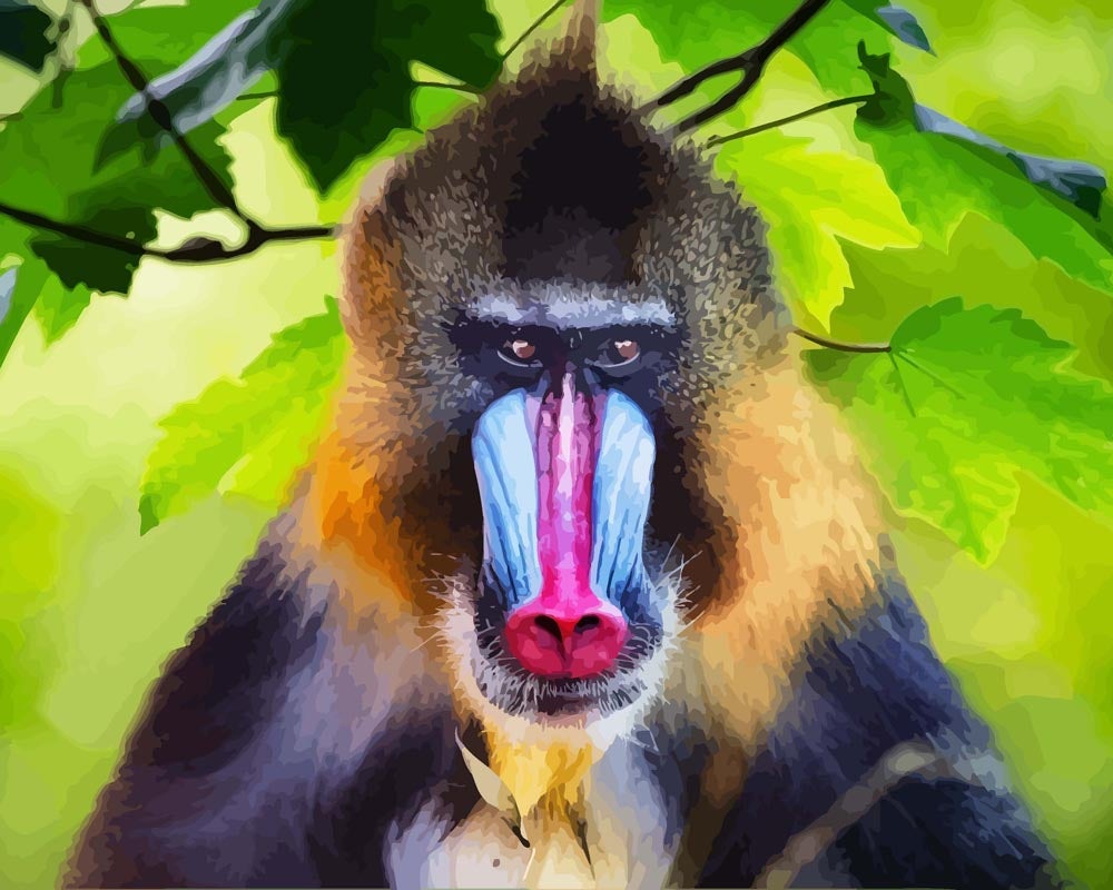 Malen nach Zahlen - Malen nach Zahlen - Portrait eines Mandrill - Affe - 2
