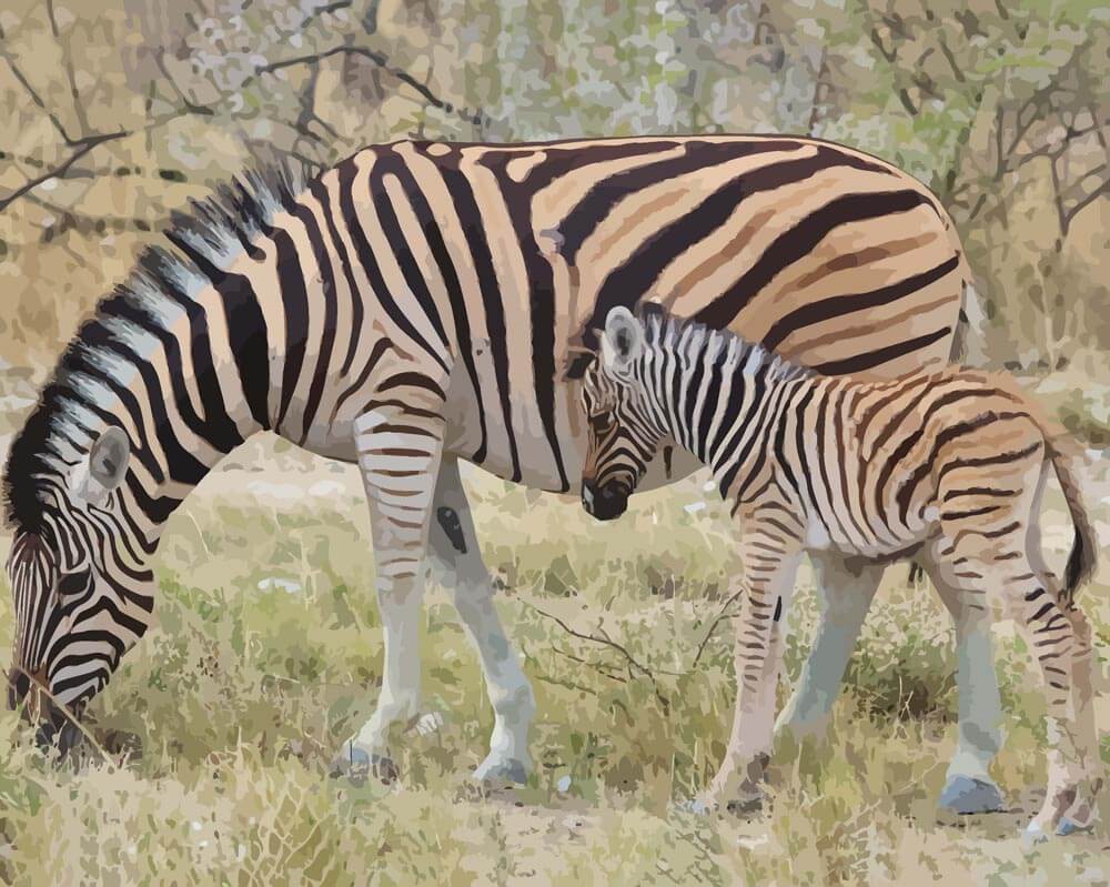 Malen nach Zahlen - Malen nach Zahlen - Zebra - Babytiere mit Streifen