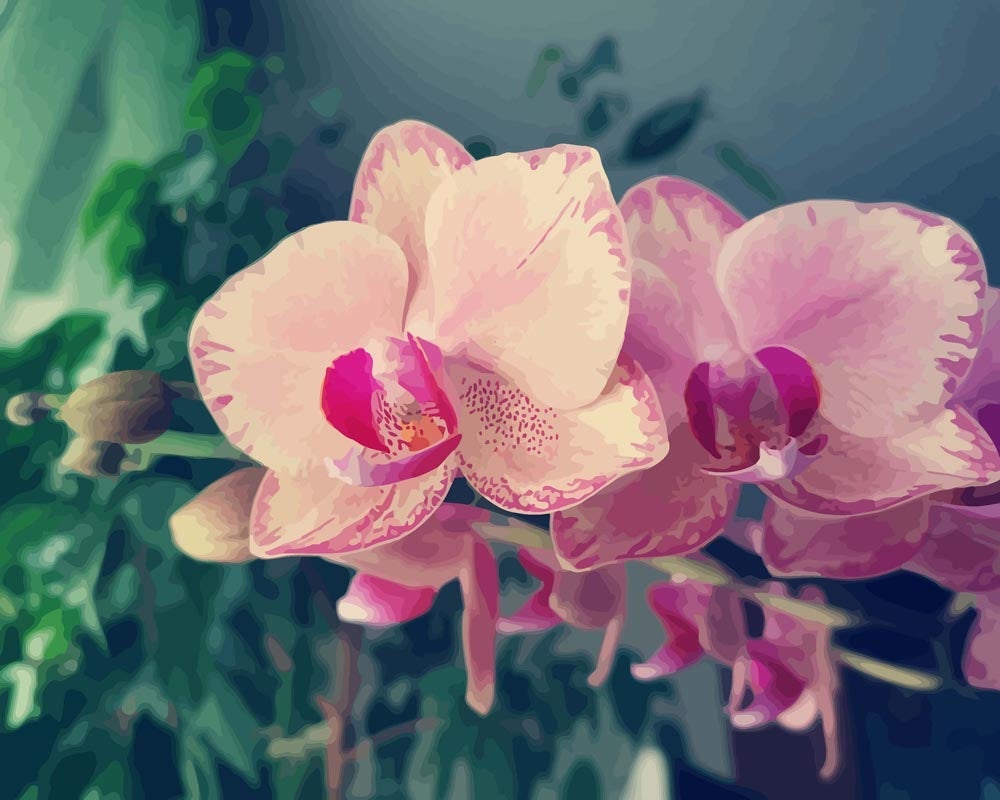 Malen nach Zahlen - Malen nach Zahlen - Orchideen in Pink