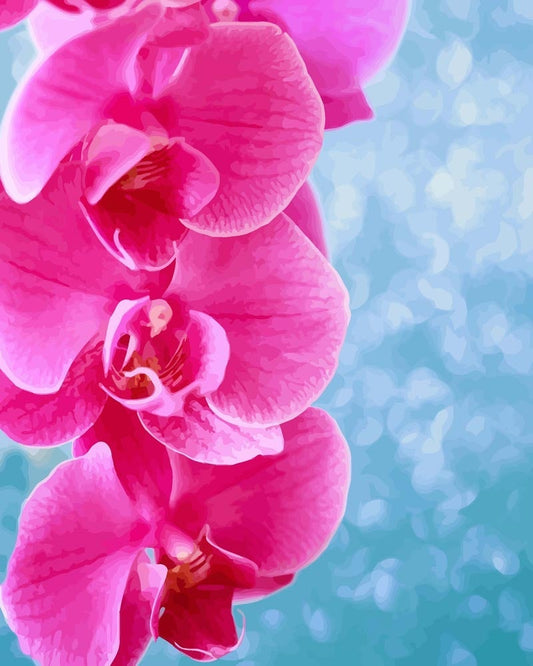 Malen nach Zahlen - Malen nach Zahlen - Pinke Orchidee mit blauen Hintergrund